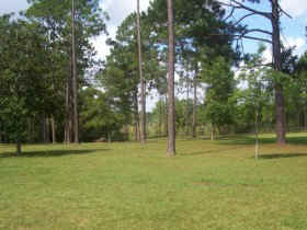 longleaf03z.jpg (42884 bytes)